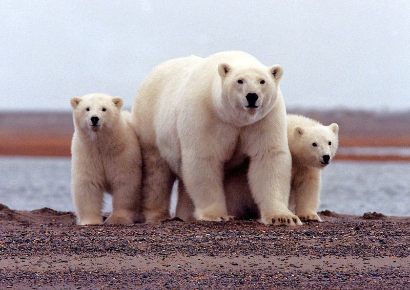 &copy; Reuters. FILE PHOTO: A polar bear keeps close to her young along the Beaufort Sea coast in Arctic National Wildlife Refuge, Alaska in a March 6, 2007 REUTERS/Susanne Miller/USFWS/handout