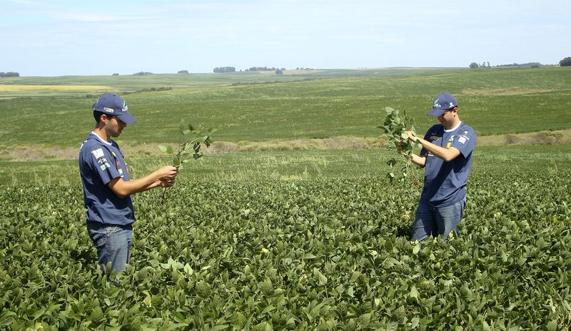 &copy; Reuters. Agrônomos checam lavoura de soja em Cruz Alta (RS) 
29/02/2008
REUTERS/Inaê Riveras