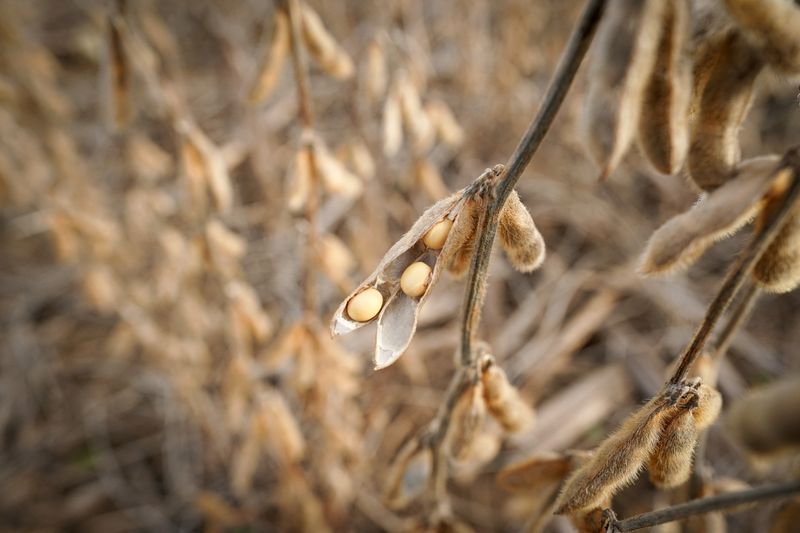 &copy; Reuters. FOTO DE ARCHIVO. Semillas de soja en un campo de la granja Hodgen en Roachdale, Indiana, Estados Unidos. 8 de noviembre de 2019. REUTERS/Bryan Woolston