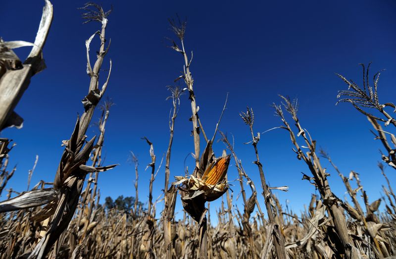 Seca derruba previsões para safras de milho e soja da Argentina, diz bolsa