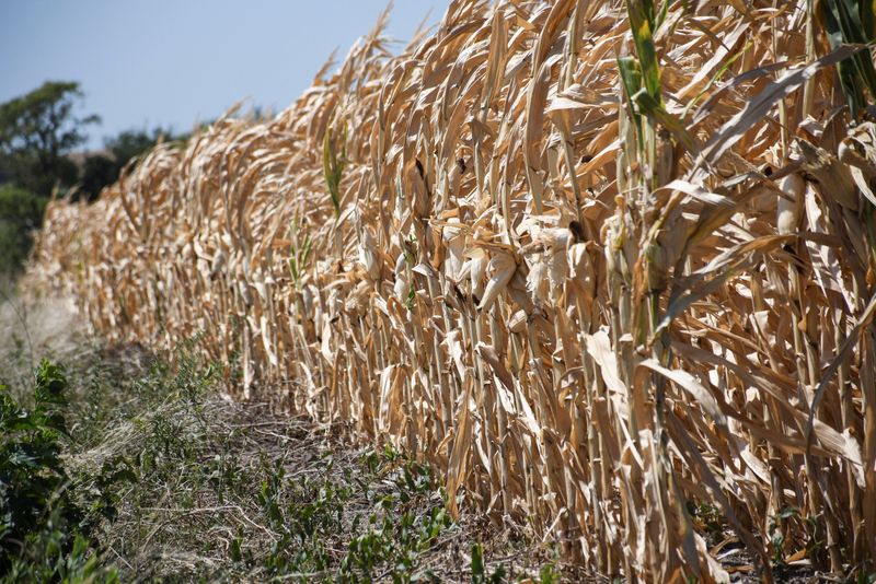&copy; Reuters. Plantação seca de milho em Victoria, na Argentina. 
13/01/2022 
REUTERS/Stringer 