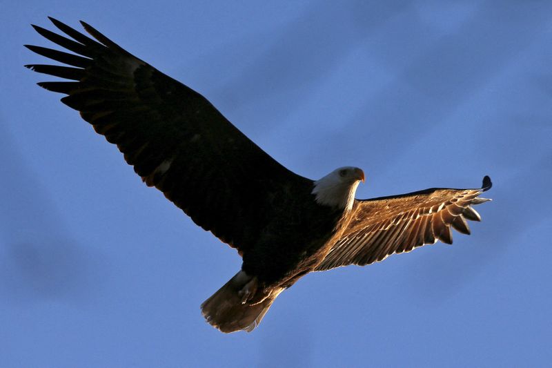 &copy; Reuters. Recuperação da população de águias nos EUA é prejudicado por envenenamento com balas de caçadores
23/03/2015
REUTERS/Mike Segar