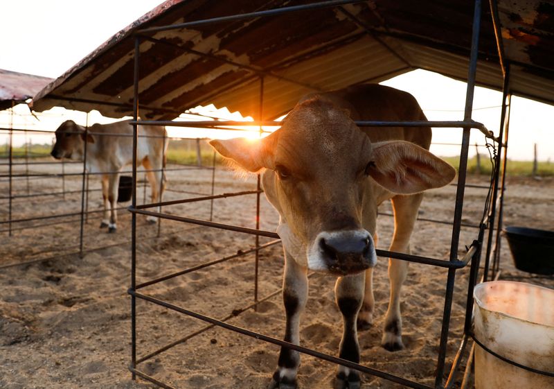 Milk for dollars helps Venezuela's ranchers weather economic woes