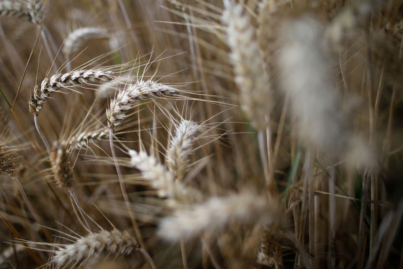 &copy; Reuters. Imagen de archivo de espigas de trigo en un campo no cosechado en Les Sorinieres