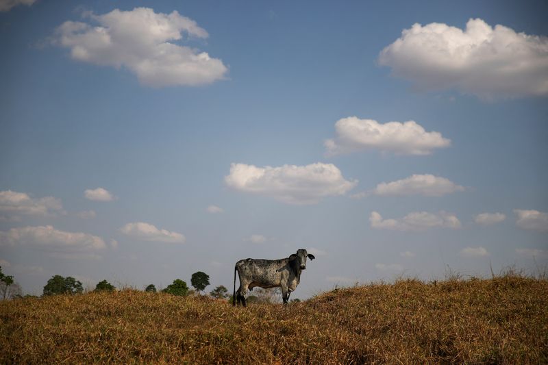 &copy; Reuters. Campo em Rondônia
11/8/2021 REUTERS/Ricardo Moraes