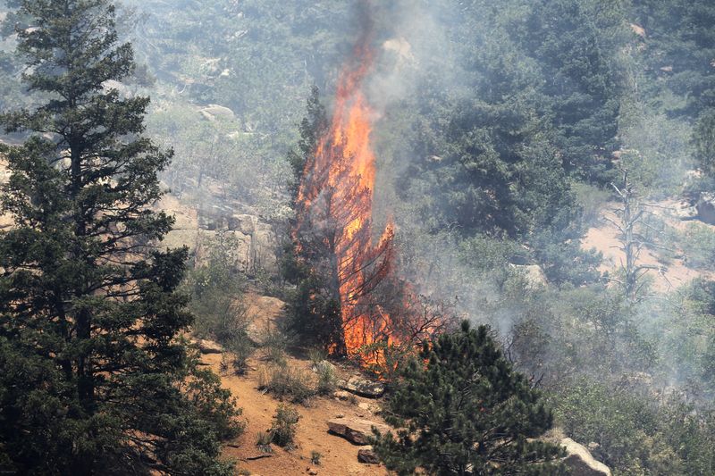 &copy; Reuters. FILE PHOTO: A tree erupts into flames in the Waldo Canyon fire west of Colorado Springs, Colorado June 26, 2012.   REUTERS/Rick Wilking 