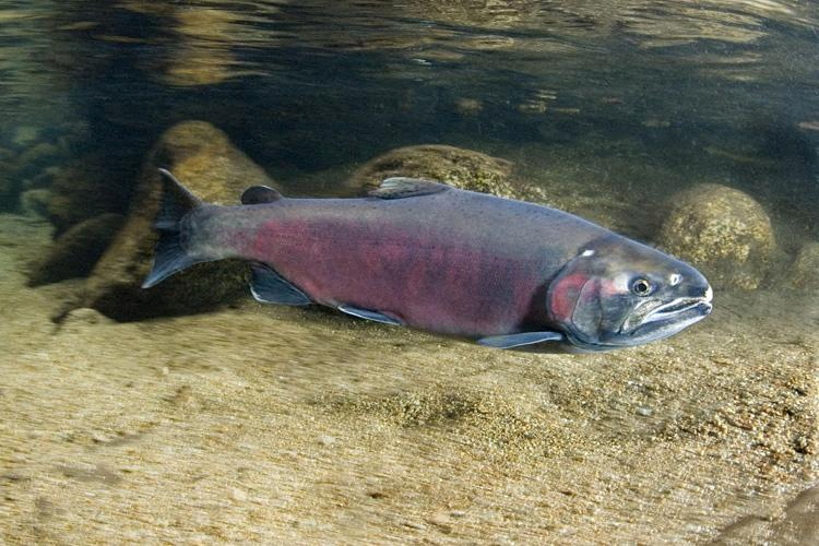 &copy; Reuters. A Coho Salmon is pictured in this undated photo. Courtesy NOAA Fisheries/Handout via REUTERS 