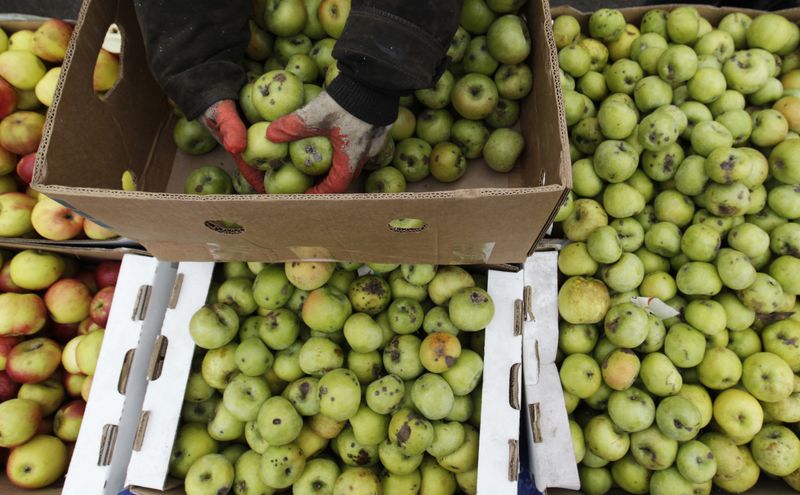 &copy; Reuters. An employee sorts apples at a food market, which operates once a week on Saturday, in the Russian southern city of Stavropol, March 7, 2015. Russia's annual inflation accelerated to 16.7 percent in February, and monthly inflation rose to 2.2 percent month