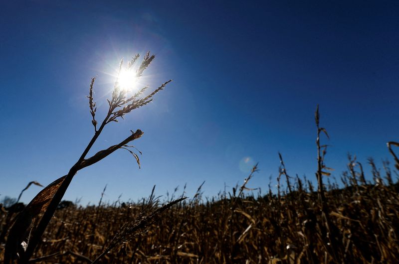 &copy; Reuters. Plantação de milho em fazenda de Lujan, nos arredores de Buenos Aires
02/08/2019 REUTERS/Agustin Marcarian