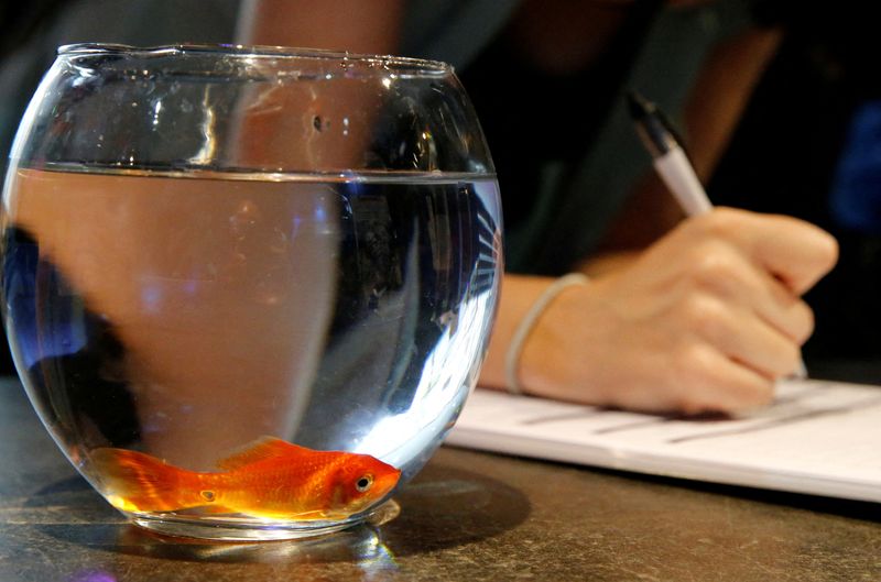 &copy; Reuters. FILE PHOTO: Emie Le Fouest from Paris brings her goldfish named "Luiz Pablo" to Paris aquarium as part of an operation launched to take care of hundreds of goldfish abandoned by French holiday-makers, in Paris, France, August 20, 2018. REUTERS/Pascal Ross