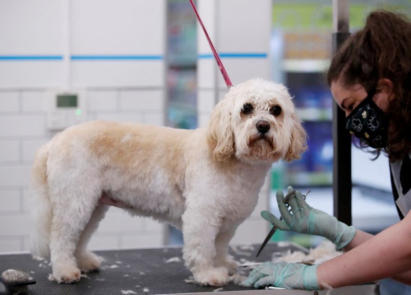 &copy; Reuters. FILE PHOTO: A pet groomer tends to a dog at The Groom Room, at pets at home in Milton Keynes, following the outbreak of the coronavirus disease (COVID-19), Milton Keynes, Britain, June 8, 2020. REUTERS/Andrew Boyers
