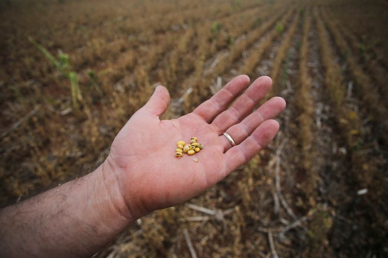 &copy; Reuters. Foto del lunes de un agricultor mostrando su campo de soja afectado por la sequía en Espumoso, Rio Grande do Sul 
Ene 10, 2022. REUTERS/Diego Vara