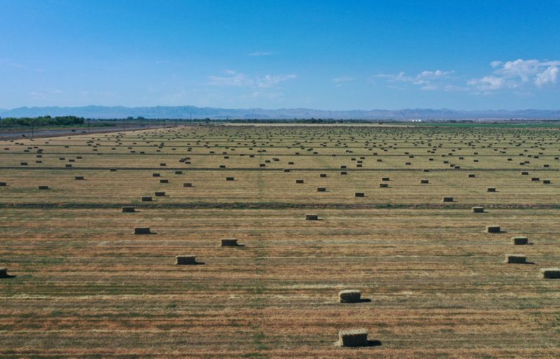 &copy; Reuters. FILE PHOTO: An aerial view shows agricultural fields as California faces its worst drought since 1977, in Mundo, California, U.S., July 4, 2021. Picture taken with a drone REUTERS/Aude Guerrucci