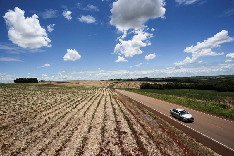 &copy; Reuters. Seca atinge plantações no sul do país
10/1/2022 REUTERS/Diego Vara