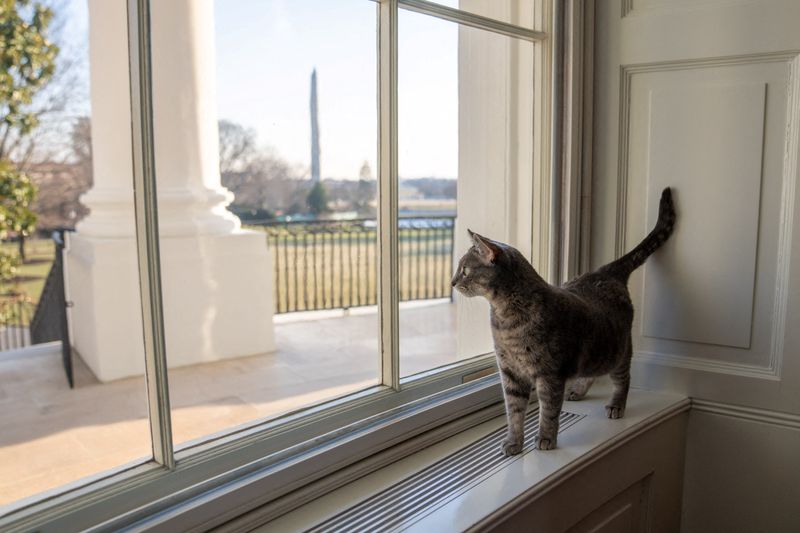 &copy; Reuters. قطة الرئيس الأمريكي جو بايدن والسيدة الأولى جيل بايدن الجديدة ويلو تنظر من نافذة في البيت الأبيض بواشنطن في صورة التقطت يوم الخميس حصلت علي