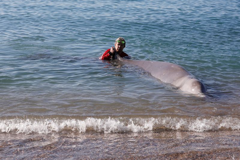 &copy; Reuters. Membro de equipe de resgate tenta desencalhar baleia em praia de Atenas, na Grécia
28/01/2022 REUTERS/Costas Baltas