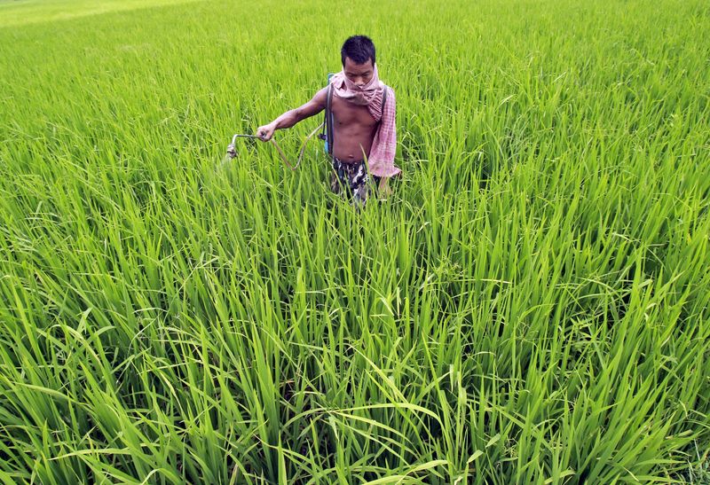 &copy; Reuters. Agricultor em lavoura na Índia
4/09/2015
REUTERS/Jayanta Dey
