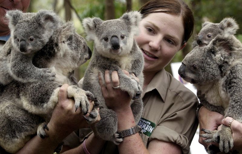 &copy; Reuters. ليندي توماس المسؤولة عن الحياة البرية والكوالا تقف بجانبهم في محمية كورومبين للحياة البرية في صورة من أرشيف رويترز.