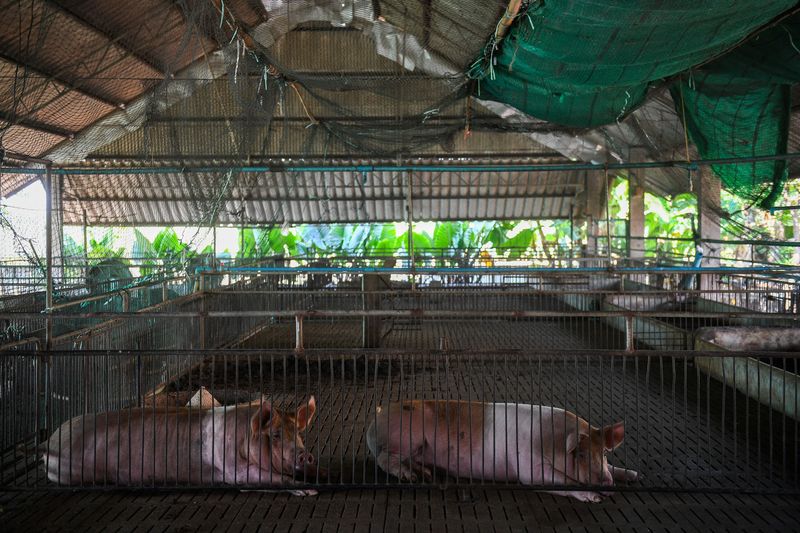 &copy; Reuters. Remaining pigs are pictured inside Jintana Jamjumras's farm in Nakhon Pathom province, Thailand, January 17, 2022. REUTERS/Chalinee Thirasupa