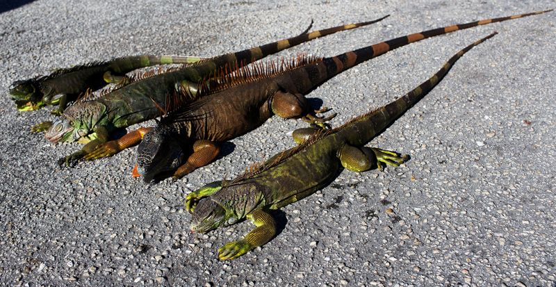 &copy; Reuters. FILE PHOTO: Cold-stunned iguanas are seen following extreme cold weather in Lake Worth, Florida, U.S. January 5, 2018.  REUTERS/Saul Martinez