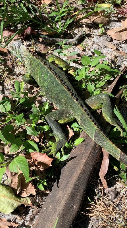 © Reuters. A paralyzed iguana is seen on the ground after the National Weather Service Miami-South Florida warned the public on Sunday that immobilized iguanas could fall from trees due to cold temperatures across the region, in Hollywood, Florida, U.S., January 30, 2022, in this still image obtained from a video posted on social media. Stacy Lopiano-Kopsaftis/via REUTERS 