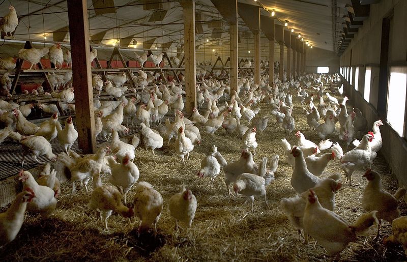 &copy; Reuters. Frangos em fazenda avícola em Ruurlo, na Holanda
23/08/2005 REUTERS/Michael Kooren