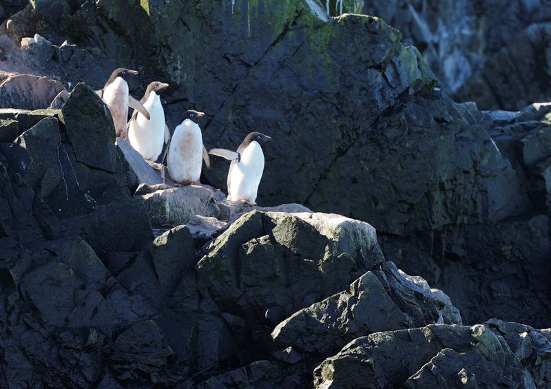 &copy; Reuters. Los pingüinos Adelie permanecen juntos mientras los científicos investigan el impacto del cambio climático en las colonias de pingüinos de la Antártida, en el lado oriental de la Península Antártica, Antártida 17 de enero de 2022.  REUTERS/Natalie