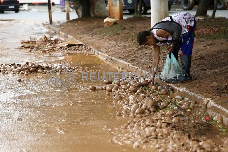 &copy; Reuters. Mulher recolhe frutas do chão após fortes chuvas em Franco da Rocha, São Paulo
31/01/2022. REUTERS/Carla Carniel