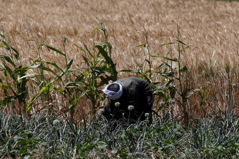 &copy; Reuters. زارع يعمل في حقل قمح في الضفة الغربية للأقصر في العاشر من أبريل نيسان 2021. تصوير: عبد الله دلش - رويترز. 