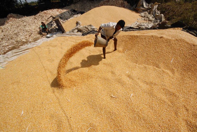 &copy; Reuters. Estoque de milho
13/04/2009
REUTERS/Krishnendu Halder