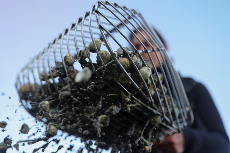 &copy; Reuters. FOTO DE ARCHIVO: Una marisqueira gallega limpia unos berberechos en el estuario de Noia, provincia de A Coruña, Galicia, el 17 de noviembre de 2021. REUTERS/Nacho Doce