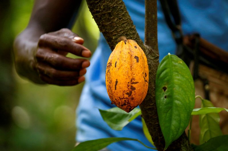 © Reuters. Colheita de cacau
04/02/2022
REUTERS/Luc Gnago/File Photo