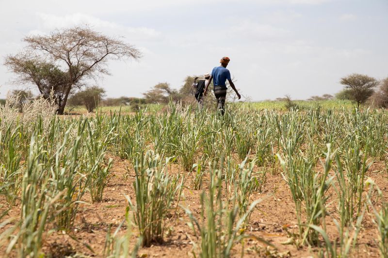 &copy; Reuters. Agricultores caminan en una plantación en el distrito de Adadle, Biyolow Kebele en la región somalí de Etiopía, en esta fotografía sin fecha. Programa Mundial de Alimentos/Hand out a través de REUTERS