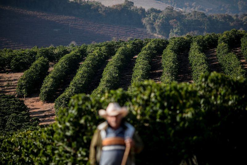 © Reuters. Lavouras de café em Minas Gerais
08/02/2022
REUTERS/Roosevelt Cassio