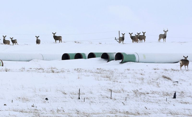 &copy; Reuters. FILE PHOTO: Deer gather at a depot used to store pipes for the planned Keystone XL oil pipeline in Gascoyne, North Dakota, January 25, 2017. REUTERS/Terray Sylvester