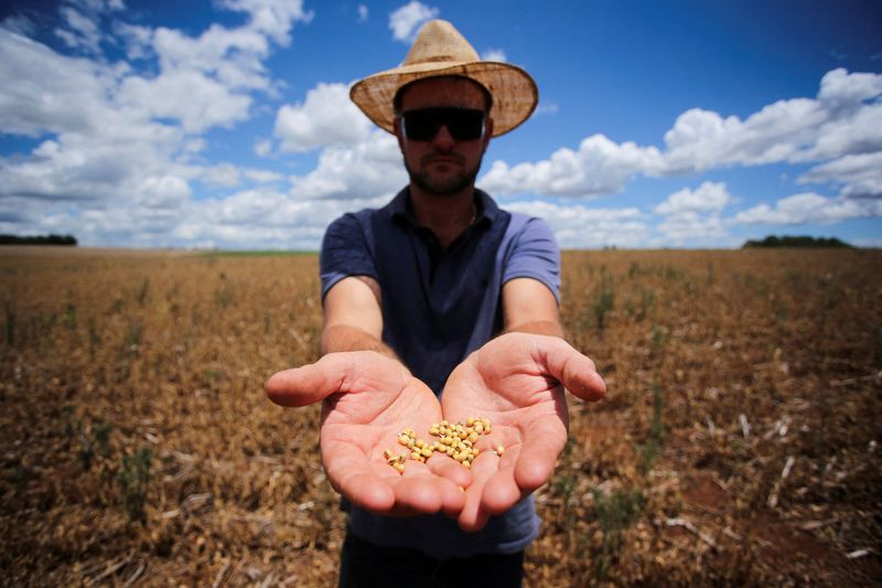 &copy; Reuters. FILE PHOTO: Anderson Soletti shows soybeans at his soy plantation affected by drought, in Espumoso, Rio Grande do Sul state, Brazil January 10, 2022. REUTERS/Diego Vara