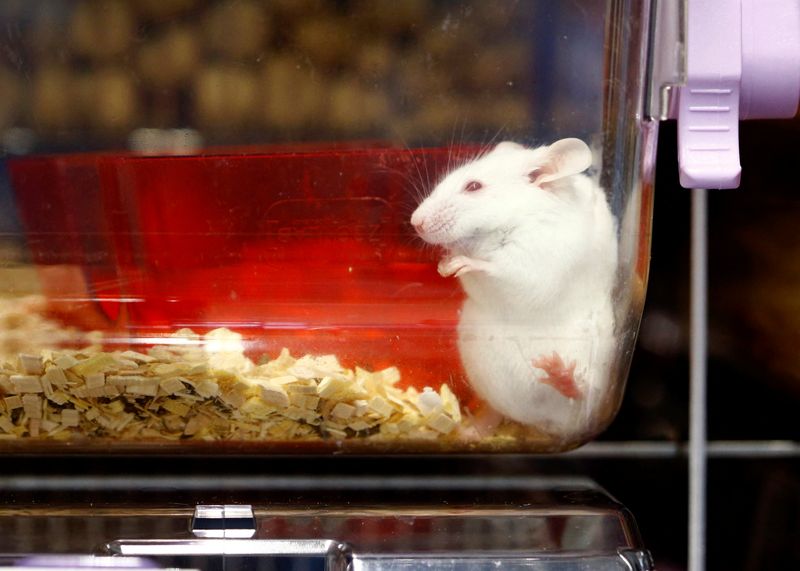 &copy; Reuters. Un ratón en una caja de plástico en un laboratorio de la Universidad de Zúrich en Schlieren, Suiza, el 7 de febrero de 2022. REUTERS/Arnd Wiegmann