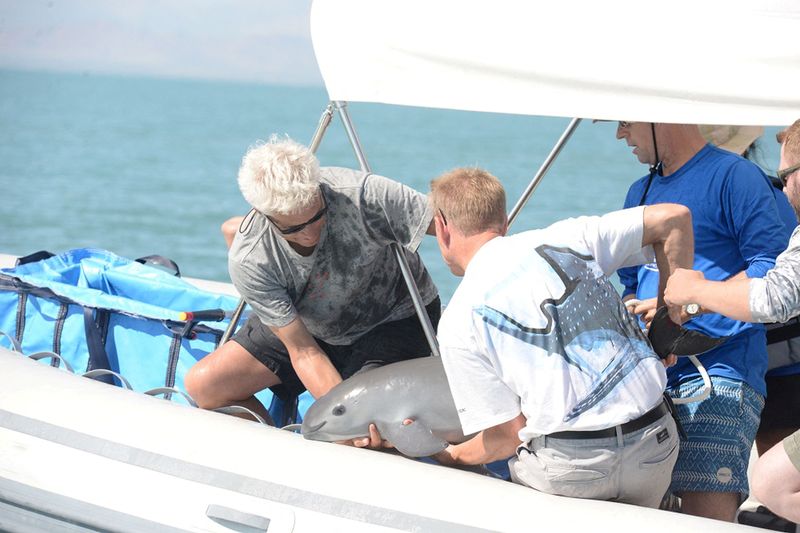 © Reuters. FILE PHOTO: Scientists return a vaquita, a tiny stubby-nosed porpoise on the verge of extinction, into the ocean as part of a conservation project, in the Sea of Cortez, Baja California, Mexico October 18, 2017.   Semarnat/Handout via REUTERS