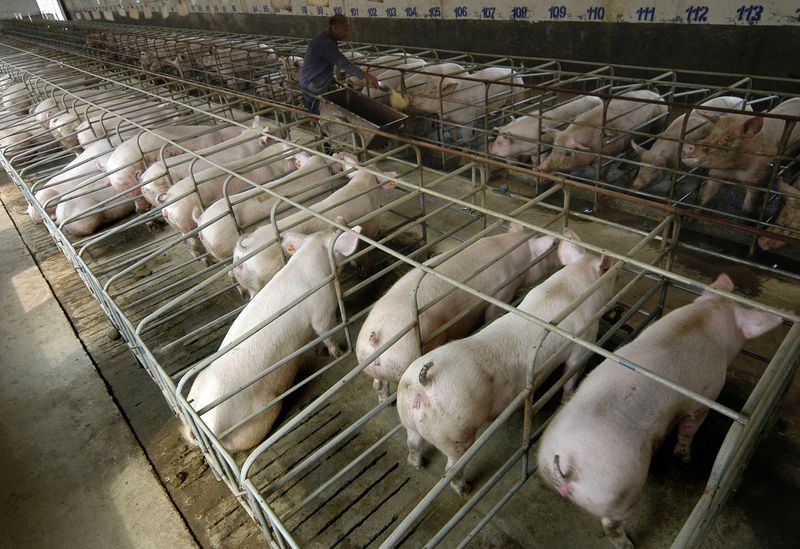 &copy; Reuters. Funcionário alimenta porcos em criadouro em Changzhi, no norte da China
26/09/2007 REUTERS/Stringer