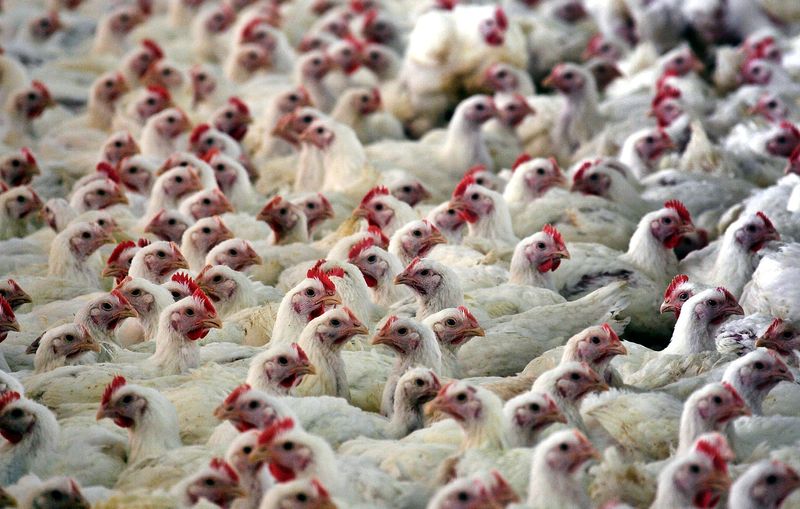 &copy; Reuters. FOTO DE ARCHIVO: Una granja avícola en la ciudad de Burgos, en el centro de España, 8 de noviembre de 2005. REUTERS/Felix Ordóñez