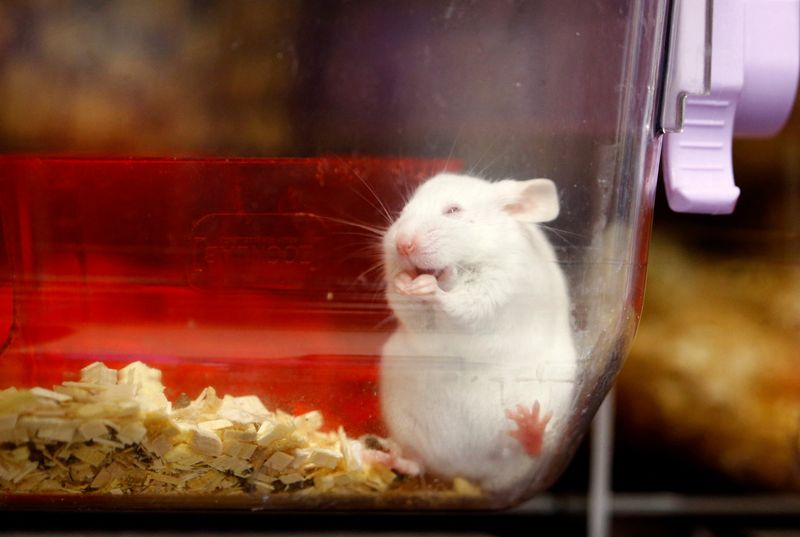 Swiss look set to reject animal testing ban in referendum
