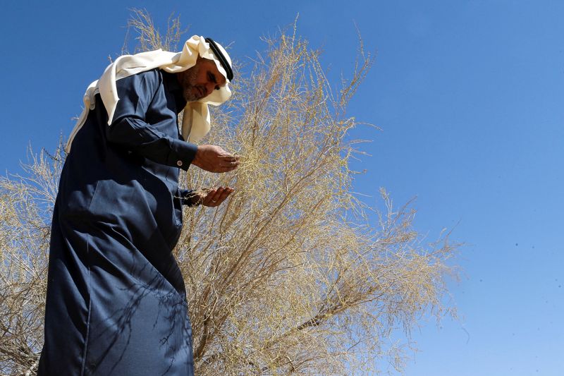 © Reuters. الناشط البيئي السعودي عبدالله العبدالجبار نائب رئيس متنزهات الغضا يفحص شجرة في أكبر حديقة نباتية في العالم لأشجار الغضا في عنيزة بمنطقة القصيم السعودية يوم الأحد. تصوير:أحمد يسري-رويترز.