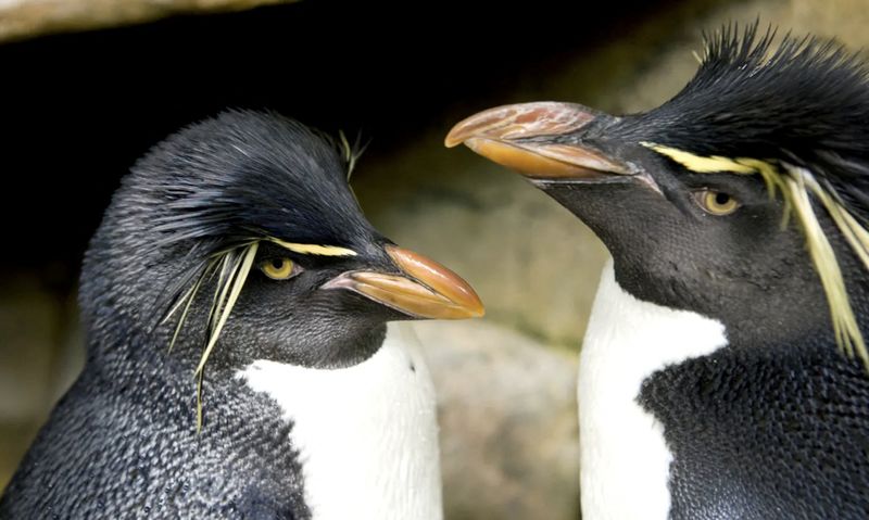 &copy; Reuters. Penguins Edward e Annie no Aquário Shedd, em Chicago
Shedd Aquarium/Divulgação via REUTERS 