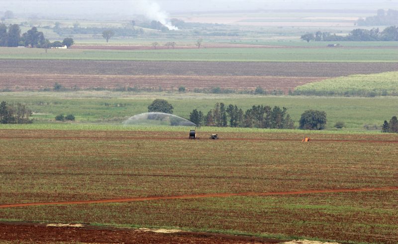 &copy; Reuters. Plantação de cana em Sertãozinho
8/09/2005
REUTERS/Paulo Whitaker