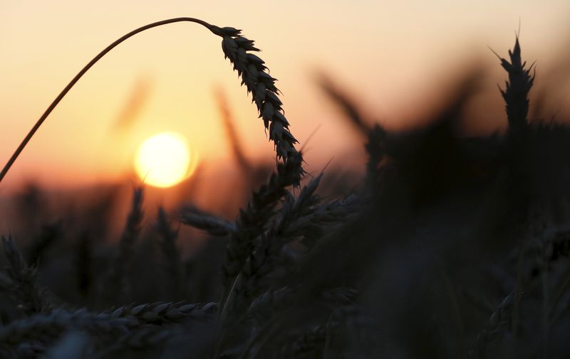 &copy; Reuters. Campo de trigo é visto durante pôr do sol na Rússia.
27/08/2015 
REUTERS/Ilya Naymushin