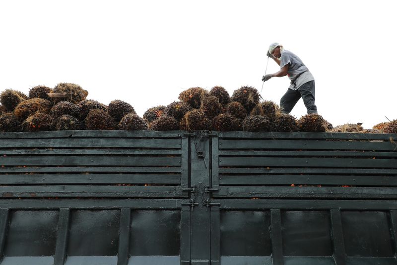 &copy; Reuters. FILE PHOTO: A worker arranges palm oil fruit bunches on a truck at a factory in Tanjung Karang, Malaysia August 14, 2020. REUTERS/Lim Huey Teng