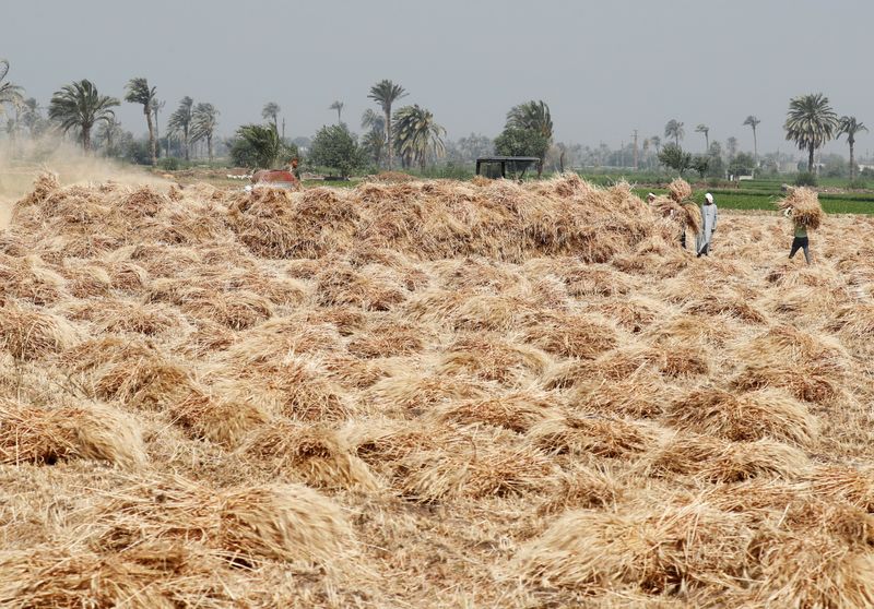 &copy; Reuters. مزارعون يحصدون القمح في حقول جنوبي العاصمة المصرية القاهرة. صورة من أرشيف رويترز.