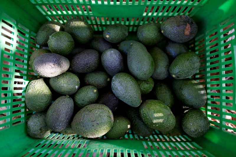 &copy; Reuters. FILE PHOTO: Avocados are pictured in a crate in San Isidro orchard in Uruapan, in Michoacan state, Mexico, January 31, 2017. REUTERS/Carlos Jasso