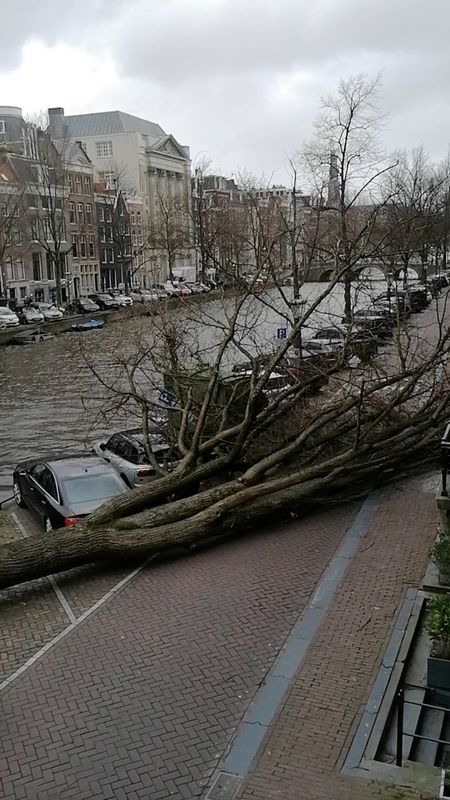 &copy; Reuters. شجرة وقعت بفعل العاصفة يونيس في أمستردام يوم الجمعة. صورة من وسائل التواصل الاجتماعي. 