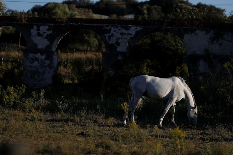 &copy; Reuters. Cavalo come grama próximo a antigo canal de irrigação perto de Évora, em Portugal
09/08/2018 REUTERS/Rafael Marchante